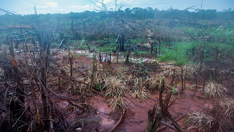 Bischöfe fordern Hilfe gegen Amazonas-Brände