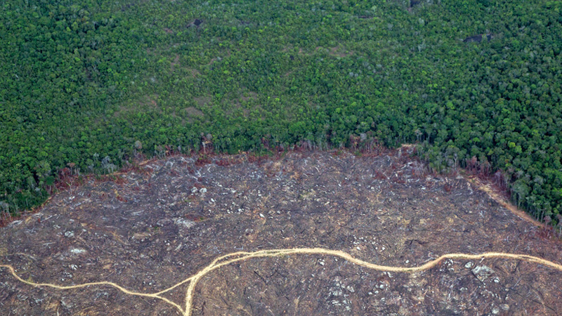 Brasiliens Amazonasgebiet leidet unter historischer Dürre