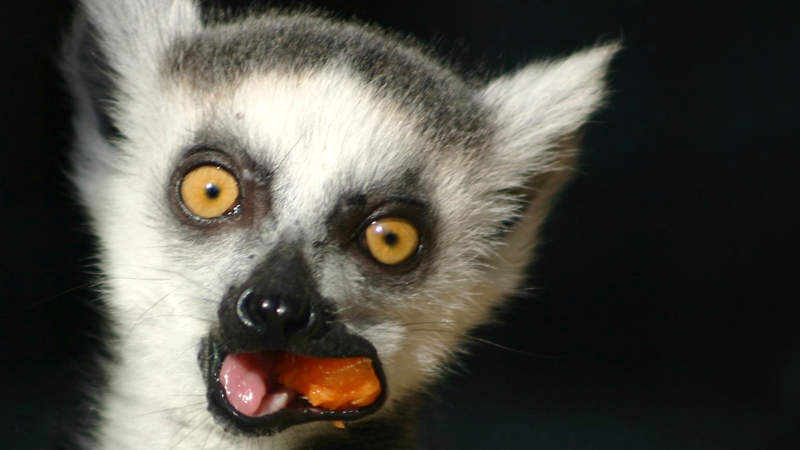 Madagaskar – einmal hin und zurück