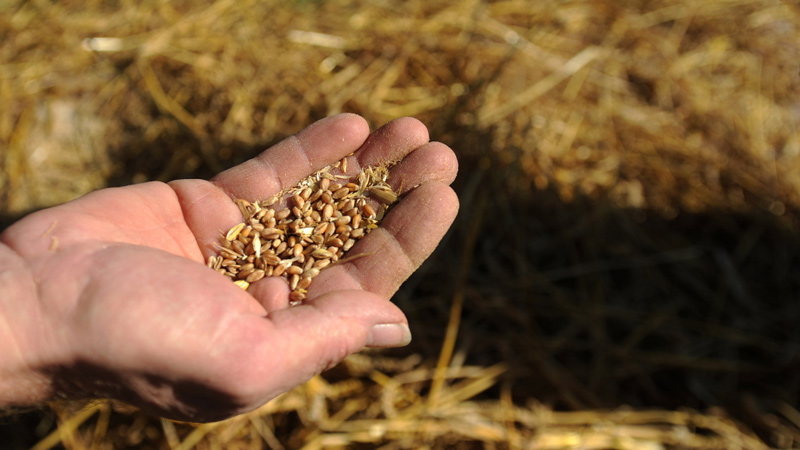 Hungergefahr wegen fehlenden Getreides: Misereor fordert Vorrang für menschliche Ernährung