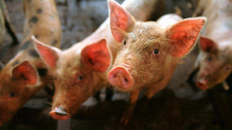 Thissen: Weniger Fleisch konsumieren!
