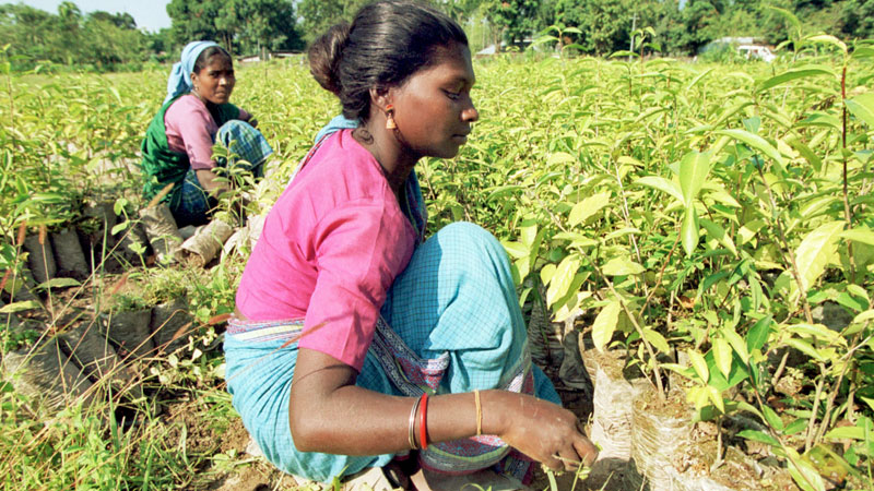 Missio fordert fairen Tee-Anbau in Indien