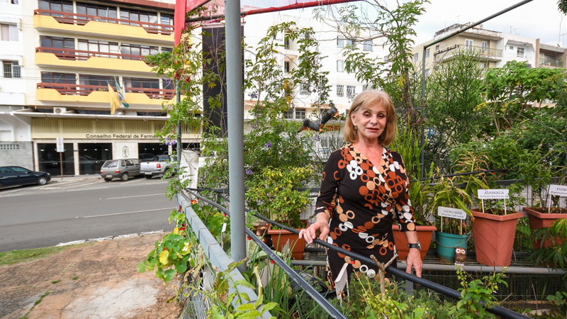 Indigene Heilkraft aus dem Schrebergarten