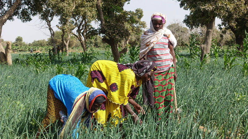 Fastenimpulse des Netzwerks Afrika Deutschland