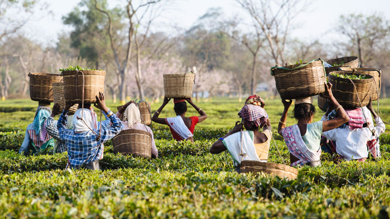 Indische Schwester zu Menschenhandel auf Teeplantagen