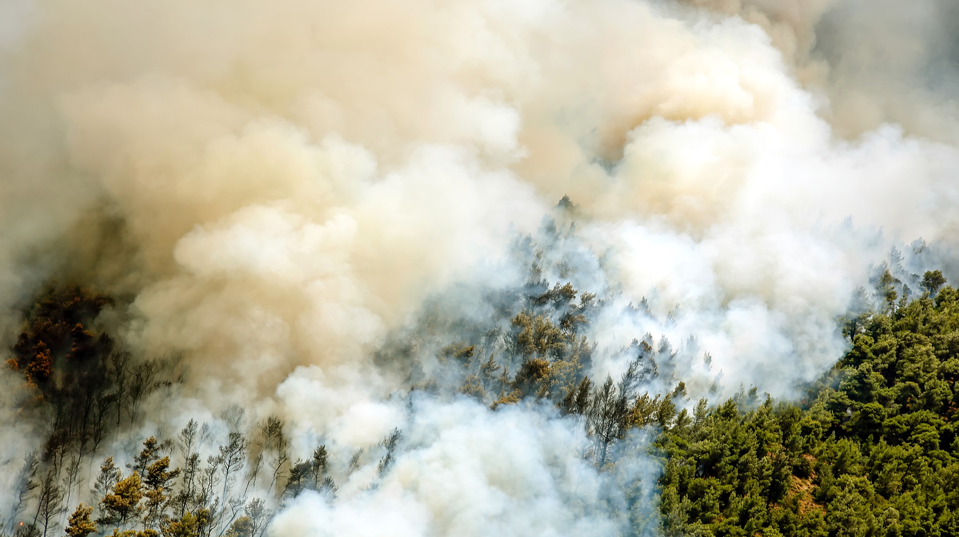 Symbolbild Waldbrand