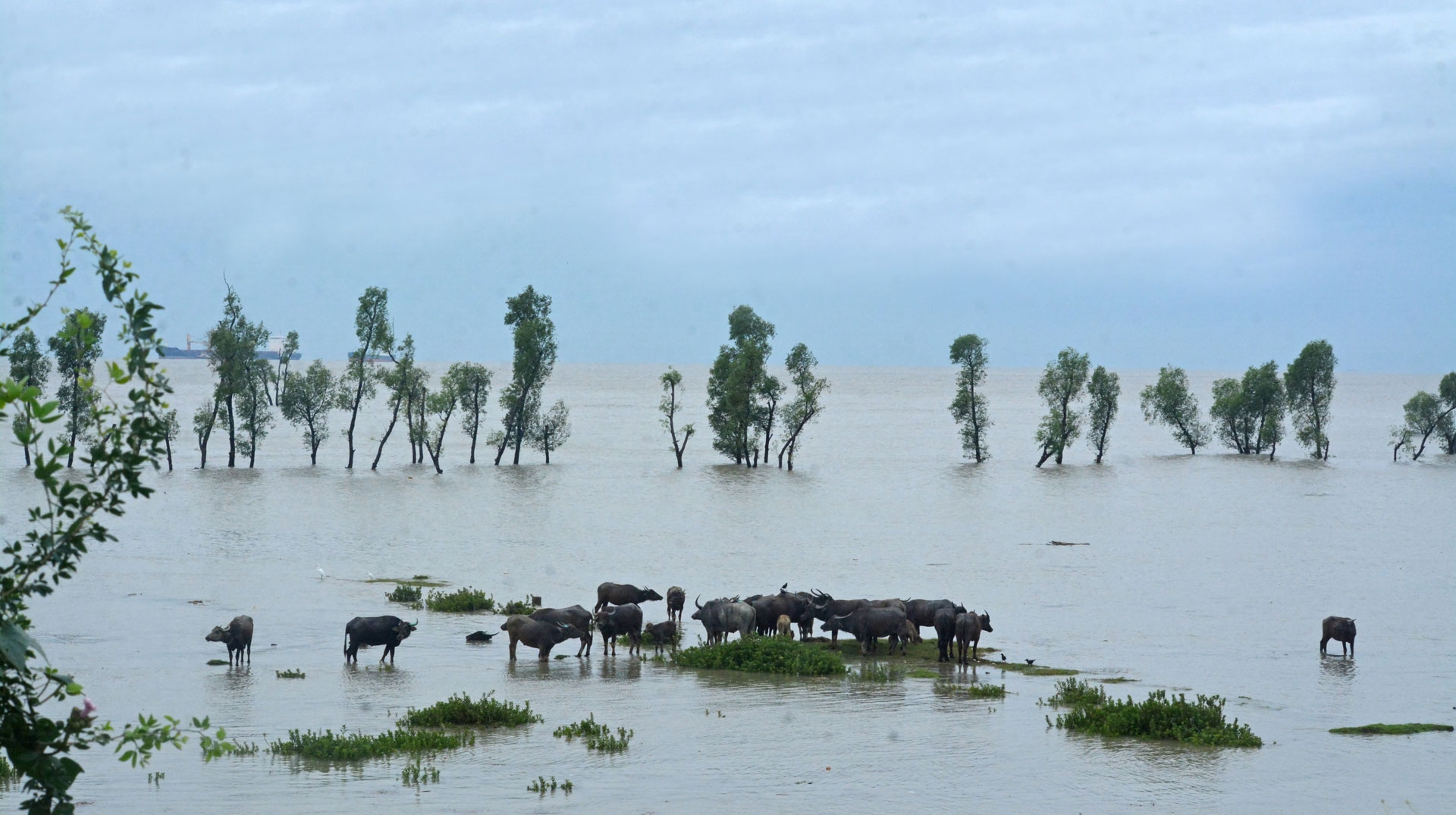 Rinder stehen im Wasser auf einer überschwemmten Weide nach dem Zyklon Sitrang in Bangladesch.