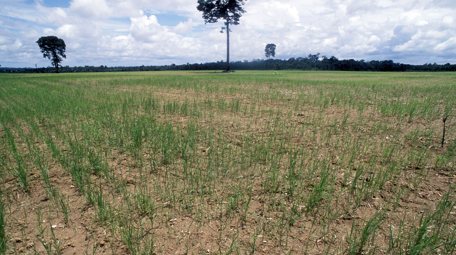  Santarèm/Parà/Brasilien: Anbau von Soja auf den riesigen Brandrodungsfeldern