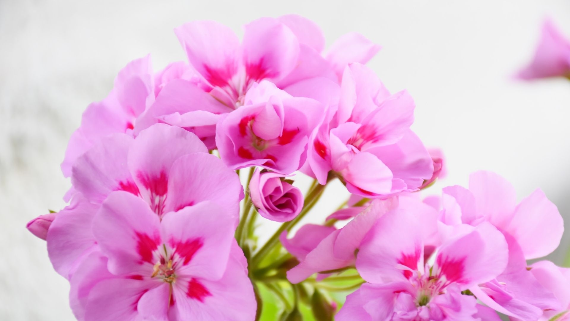 Geranienblüten vor weißem Hintergrund