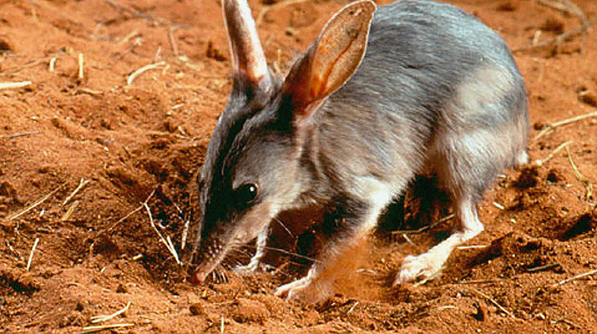 Macrotis lagotis, Osterbilby in Australien