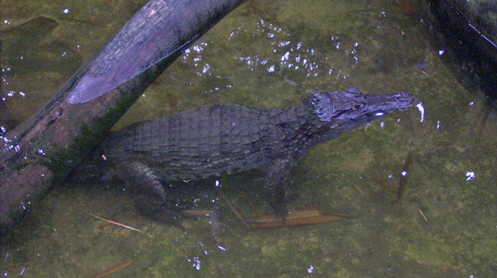 Krokodil bei Iquitos (Peru)