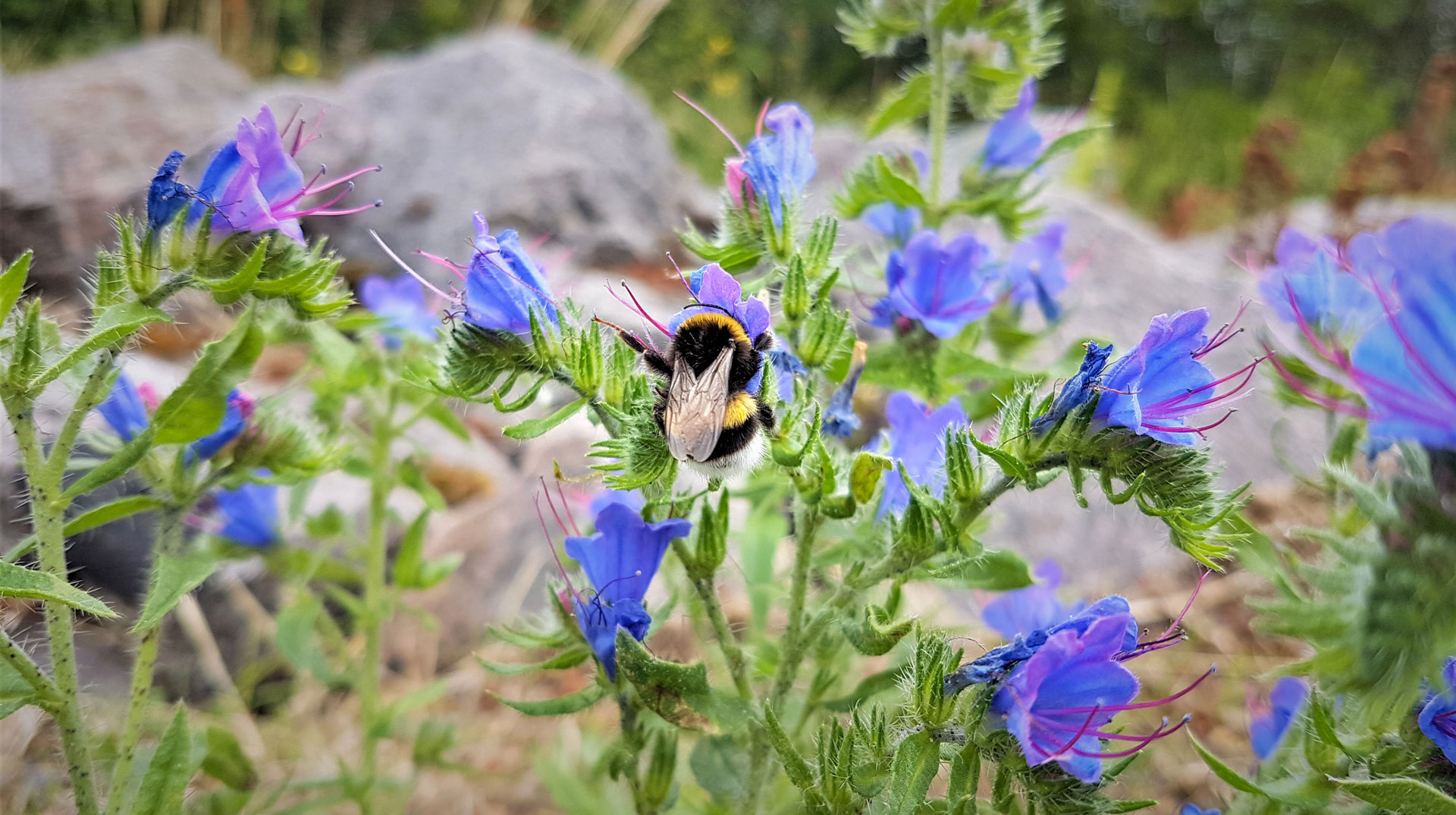 Eine Erdhummel sitzt auf einer Blüte des Natternkopf in einem Magerbeet am 21. Juli 2023 in Augsburg. Symbolbild Naturschutz, Artenschutz, Flora, Garten