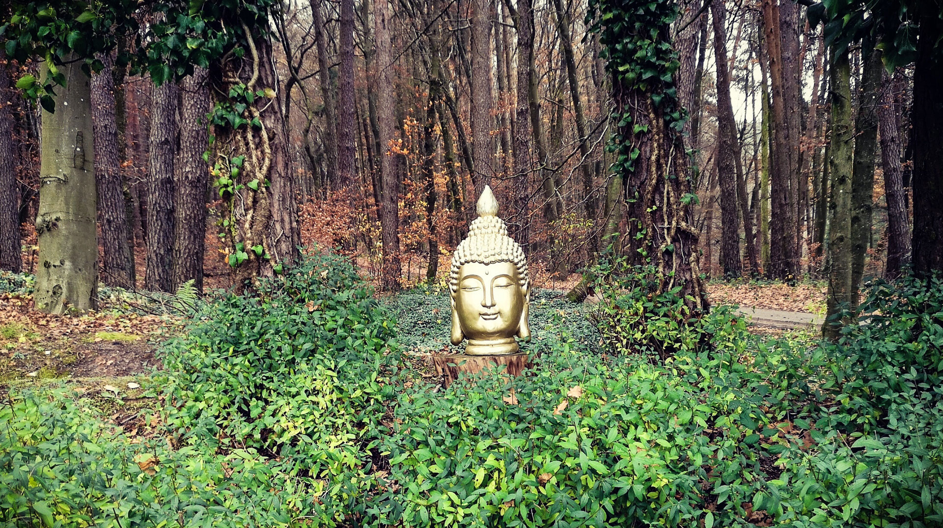Vergoldeter Kopf einer Buddha-Statue im Garten des Shaolin Temple Europe am 23. November 2023 in Otterberg.