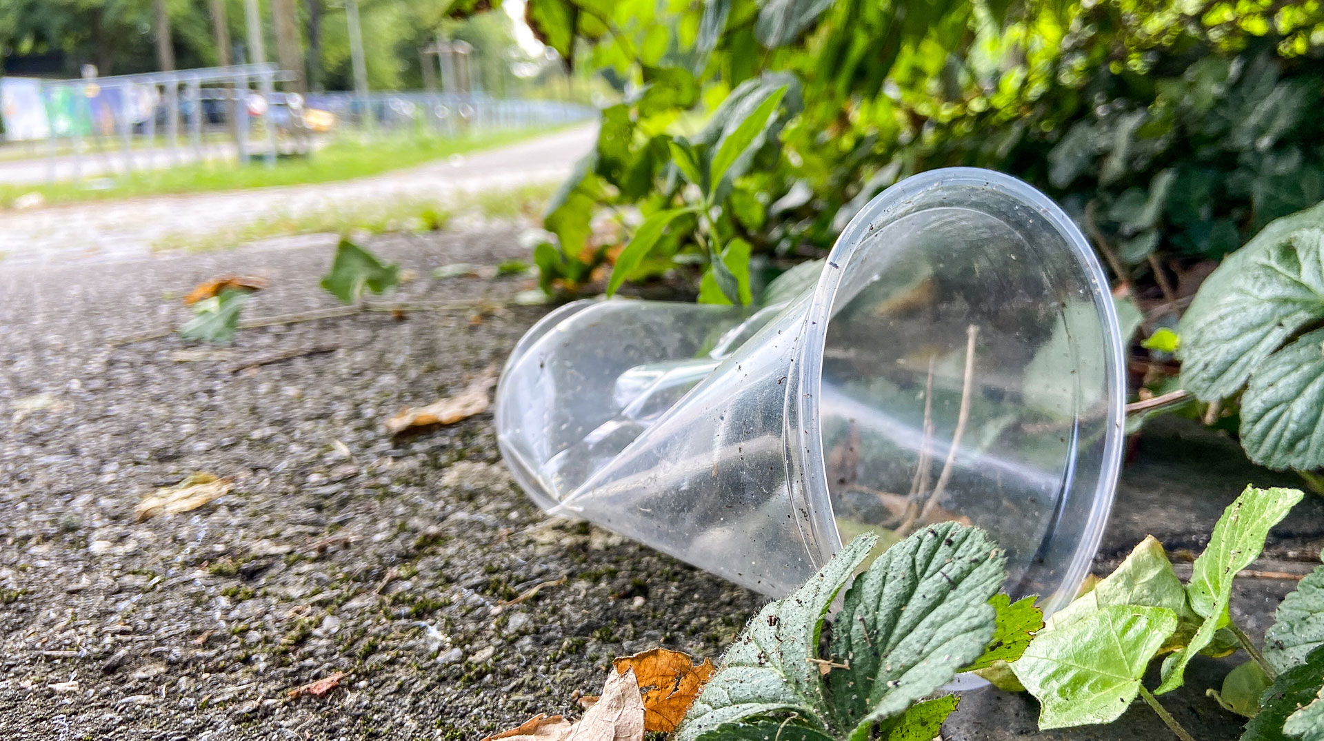 Ein weggeworfener Plastikbecher liegt am 20. August 2024 an einer Hecke neben einer Straße in Bonn.