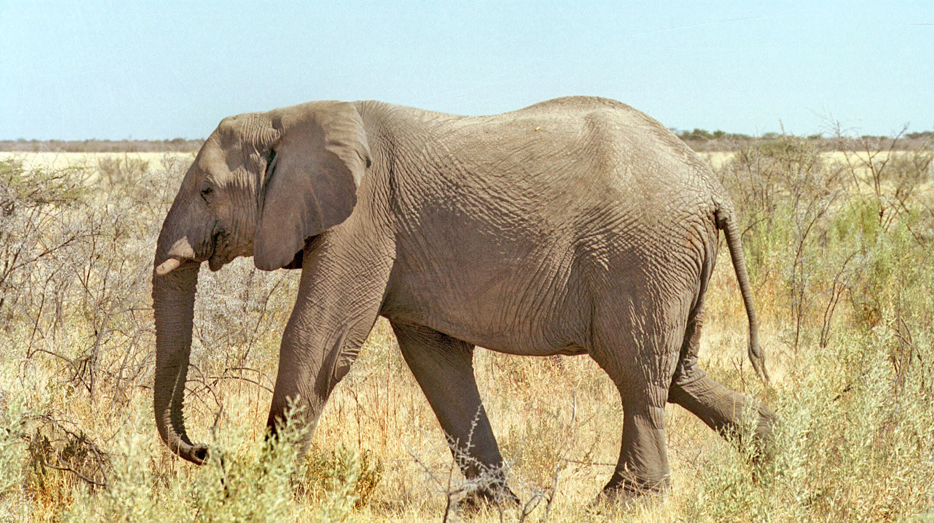 Elefant in Namibia (Etosha-Nationalpark)