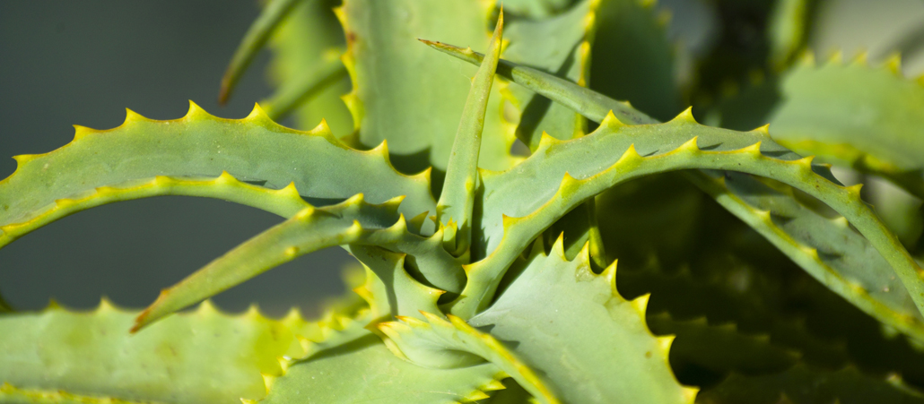 Aloe Vera