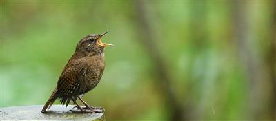 Nimm es leicht wie ein Vogel