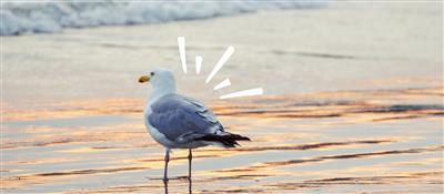 Die Möwe weckt Sehnsucht – oder Aggressionen