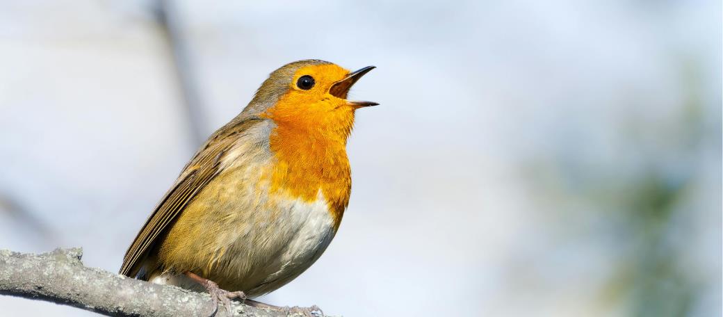 Vogelgezwitscher gegen Angst – "Es berührt Menschen im Herzen"