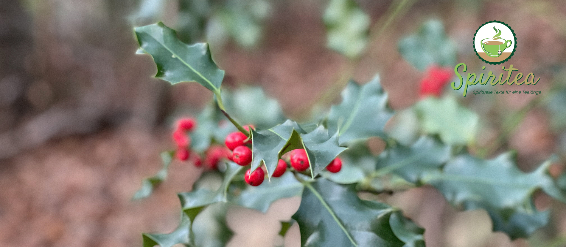 Grünes Laub und rote Beeren: Ilex ist als Weihnachtsdeko begehrt